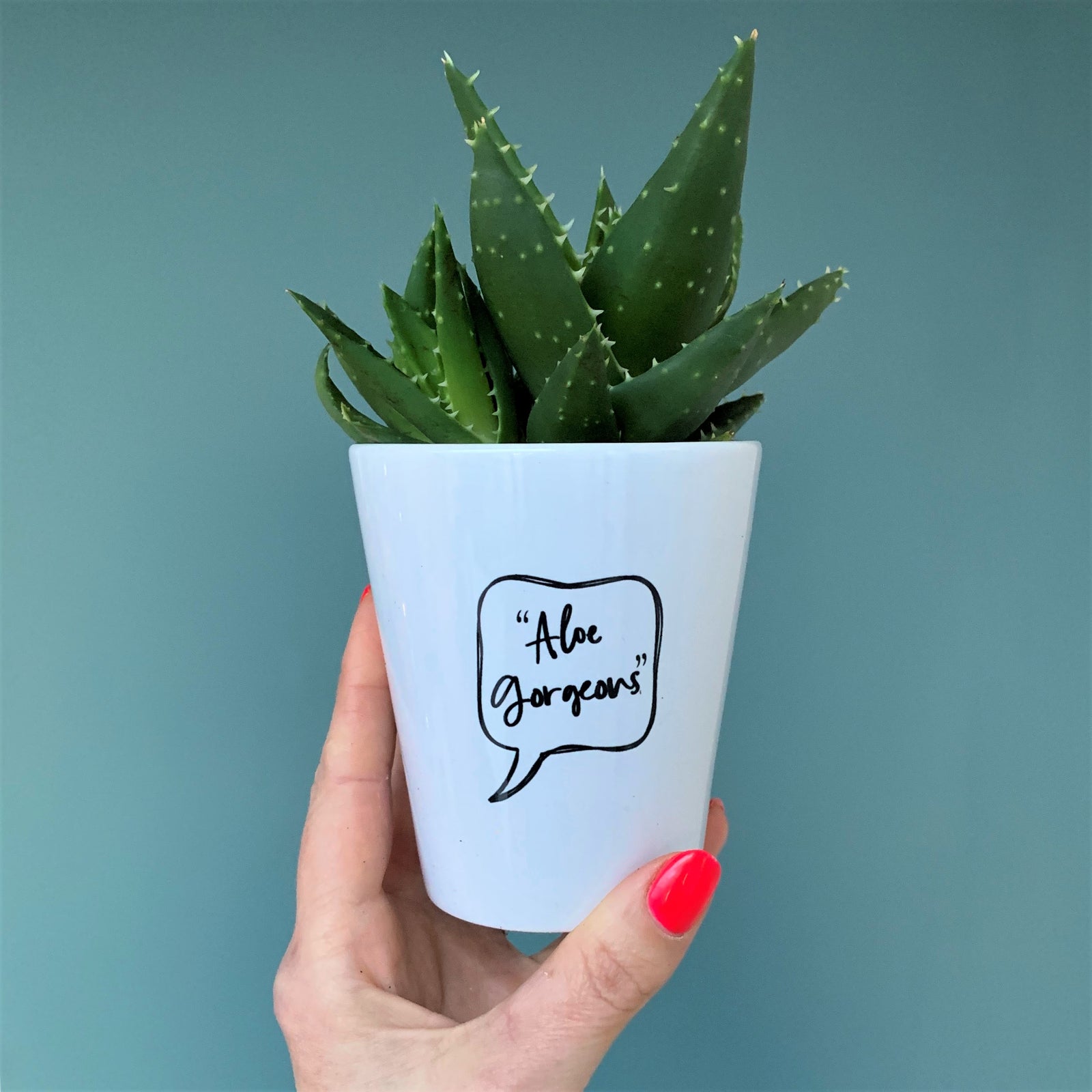 Aloe Gorgeous Plant Pot