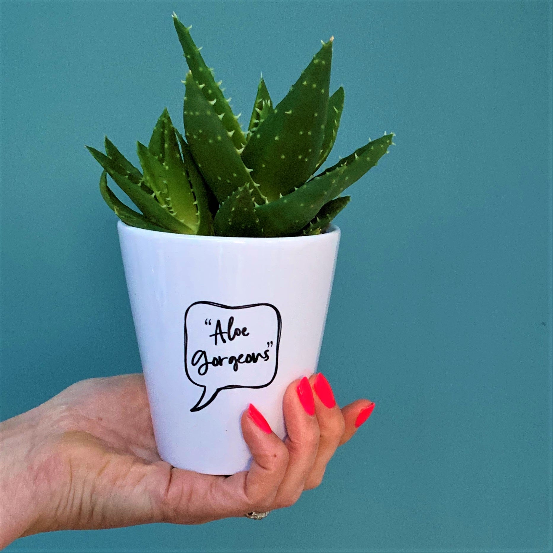 Aloe Gorgeous Plant Pot