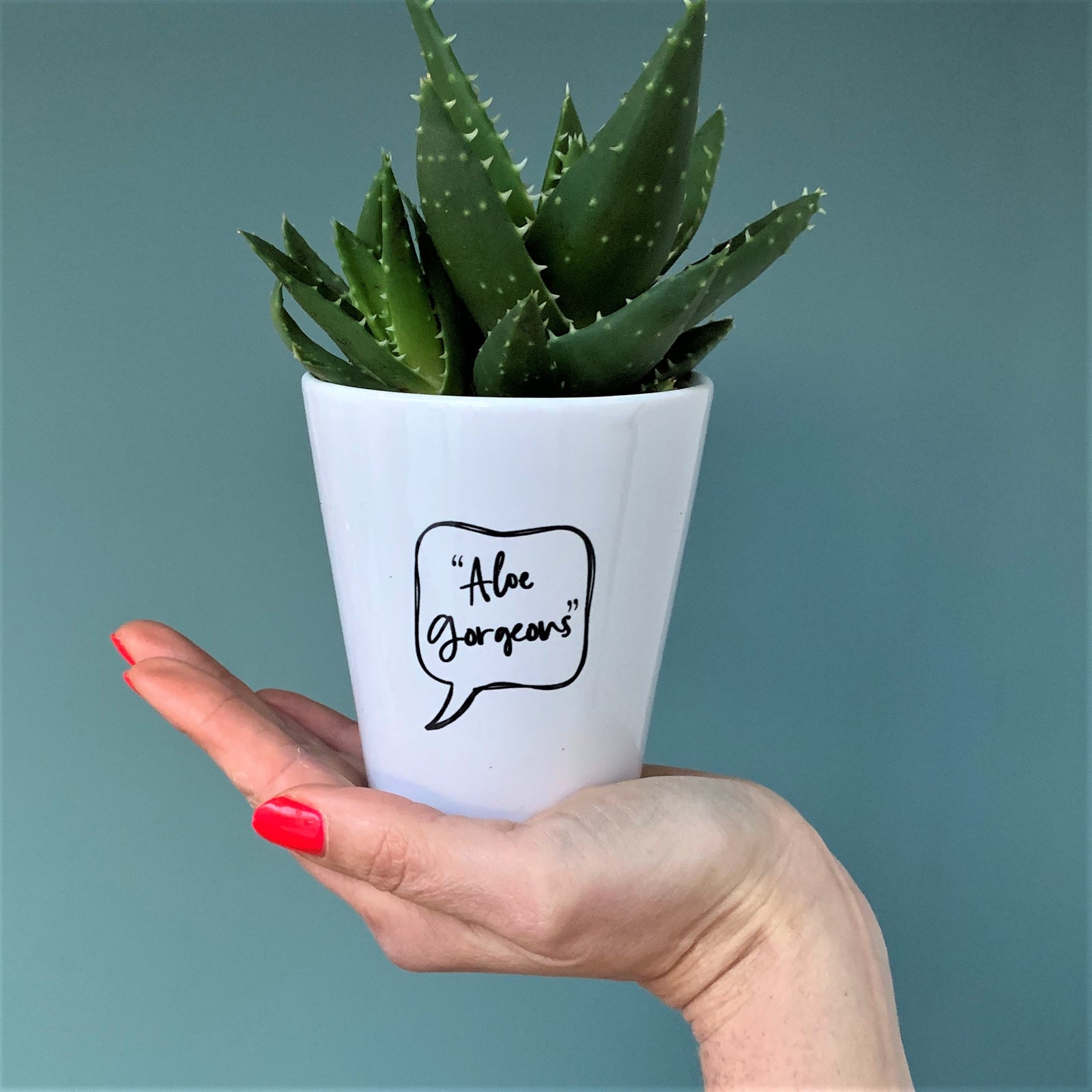 Aloe Gorgeous Plant Pot